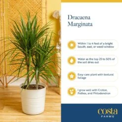 Marginata Bush Indoor Plant In 8.75 In. Grower Pot, Avg. Shipping Height 2-3 Ft. Tall -ECO PLANTS SHOP costa farms house plants l mar g pot 01 31 1000