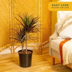 Marginata Bush Indoor Plant In 8.75 In. Grower Pot, Avg. Shipping Height 2-3 Ft. Tall -ECO PLANTS SHOP costa farms house plants l mar g pot 01 4f 1000