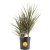 Marginata Bush Indoor Plant In 8.75 In. Grower Pot, Avg. Shipping Height 2-3 Ft. Tall -ECO PLANTS SHOP costa farms house plants l mar g pot 01 64 1000