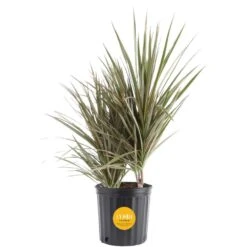 Marginata Bush Indoor Plant In 8.75 In. Grower Pot, Avg. Shipping Height 2-3 Ft. Tall