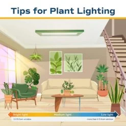 ECO PLANTS SHOP -ECO PLANTS SHOP costa farms house plants l mcv g pot 01 1d 1000