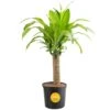 Mass Cane Indoor Plant In 8.75 In. Grower Pot, Avg. Shipping Height 2-3 Ft. Tall 2 Mass Cane Indoor Plant In 8.75 In. Grower Pot, Avg. Shipping Height 2-3 Ft. Tall -ECO PLANTS SHOP costa farms house plants l mcv g pot 01 64 1000