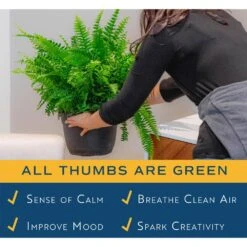 Macho Indoor/Outdoor Fern In 8.75 In. Grower Pot, Avg. Shipping Height 2-3 Ft. Tall -ECO PLANTS SHOP costa farms house plants l mfn g pot 01 4f 1000