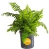 Macho Indoor/Outdoor Fern In 8.75 In. Grower Pot, Avg. Shipping Height 2-3 Ft. Tall