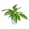 Grower's Choice Philodendron Plant In 10 In. Decor Pot, Avg. Shipping Height 2-3 Ft. Tall
