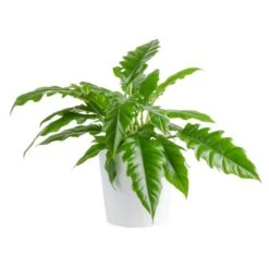 Grower's Choice Philodendron Plant In 10 In. Decor Pot, Avg. Shipping Height 2-3 Ft. Tall