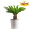 Sago Palm Plant In 10in. White Decor Pot, Avg. Shipping Height 2-3 Ft. Tall 1 Sago Palm Plant In 10in. White Decor Pot, Avg. Shipping Height 2-3 Ft. Tall -ECO PLANTS SHOP costa farms house plants l sag s pwt 01 64 1000