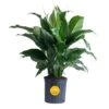 Spathiphyllum Sweet Pablo Indoor Peace Lily In 8.75 In. Grower Pot, Avg. Shipping Height 2-3 Ft. Tall 1 Spathiphyllum Sweet Pablo Indoor Peace Lily In 8.75 In. Grower Pot, Avg. Shipping Height 2-3 Ft. Tall -ECO PLANTS SHOP costa farms house plants l spa g pot 01 64 1000