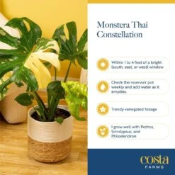Trending Tropical Thai Constellation Indoor Plant In 10 In. Weave Decor Planter, Average Shipping Height 3 Ft. Tall 13 Trending Tropical Thai Constellation Indoor Plant In 10 In. Weave Decor Planter, Average Shipping Height 3 Ft. Tall -ECO PLANTS SHOP costa farms house plants l tcm p wbt 01 1f 1000