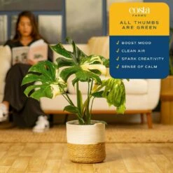 Trending Tropical Thai Constellation Indoor Plant In 10 In. Weave Decor Planter, Average Shipping Height 3 Ft. Tall 17 Trending Tropical Thai Constellation Indoor Plant In 10 In. Weave Decor Planter, Average Shipping Height 3 Ft. Tall -ECO PLANTS SHOP costa farms house plants l tcm p wbt 01 31 1000