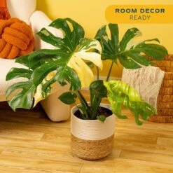 Trending Tropical Thai Constellation Indoor Plant In 10 In. Weave Decor Planter, Average Shipping Height 3 Ft. Tall 12 Trending Tropical Thai Constellation Indoor Plant In 10 In. Weave Decor Planter, Average Shipping Height 3 Ft. Tall -ECO PLANTS SHOP costa farms house plants l tcm p wbt 01 4f 1000
