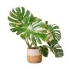 Trending Tropical Thai Constellation Indoor Plant In 10 In. Weave Decor Planter, Average Shipping Height 3 Ft. Tall