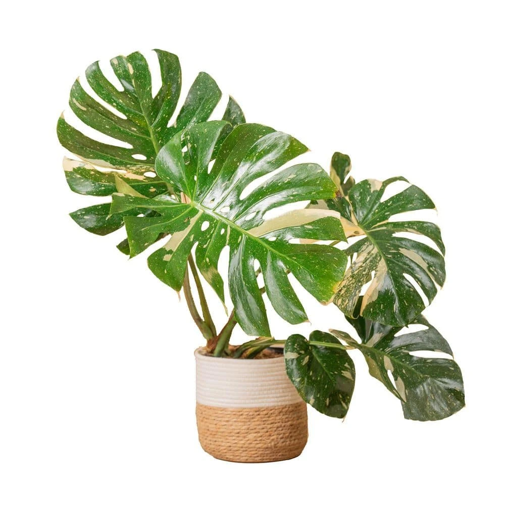Trending Tropical Thai Constellation Indoor Plant In 10 In. Weave Decor Planter, Average Shipping Height 3 Ft. Tall 3 Trending Tropical Thai Constellation Indoor Plant In 10 In. Weave Decor Planter, Average Shipping Height 3 Ft. Tall