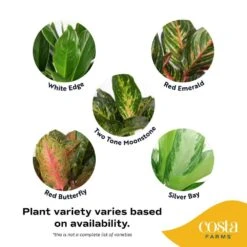 Grower's Choice Aglaonema Chinese Evergreen Indoor Plant In 6 In. White Decor Pot, Avg. Shipping Height 1-2 Ft. -ECO PLANTS SHOP costa farms house plants m agl s wjp 01 1d 1000