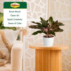 Grower's Choice Aglaonema Chinese Evergreen Indoor Plant In 6 In. White Decor Pot, Avg. Shipping Height 1-2 Ft. -ECO PLANTS SHOP costa farms house plants m agl s wjp 01 1f 1000