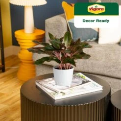 Grower's Choice Aglaonema Chinese Evergreen Indoor Plant In 6 In. White Decor Pot, Avg. Shipping Height 1-2 Ft. -ECO PLANTS SHOP costa farms house plants m agl s wjp 01 44 1000