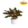Grower's Choice Aglaonema Chinese Evergreen Indoor Plant In 6 In. White Decor Pot, Avg. Shipping Height 1-2 Ft. -ECO PLANTS SHOP costa farms house plants m agl s wjp 01 64 1000