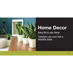 Grower's Choice Aglaonema Chinese Evergreen Indoor Plant In 6 In. White Decor Pot, Avg. Shipping Height 1-2 Ft. -ECO PLANTS SHOP costa farms house plants m agl s wjp 01 66 1000