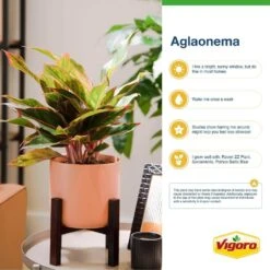 Grower's Choice Aglaonema Chinese Evergreen Indoor Plant In 6 In. White Decor Pot, Avg. Shipping Height 1-2 Ft. -ECO PLANTS SHOP costa farms house plants m agl s wjp 01 c3 1000