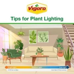 Grower's Choice Aglaonema Chinese Evergreen Indoor Plant In 6 In. White Decor Pot, Avg. Shipping Height 1-2 Ft. -ECO PLANTS SHOP costa farms house plants m agl s wjp 01 fa 1000