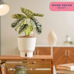 Trending Tropical Alocasia Silver Dragon Indoor Plant In 6 In. Self-Watering Pot -ECO PLANTS SHOP costa farms house plants m asd s mwg 01 1f 1000