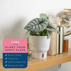 Trending Tropical Alocasia Silver Dragon Indoor Plant In 6 In. Self-Watering Pot -ECO PLANTS SHOP costa farms house plants m asd s mwg 01 4f 1000