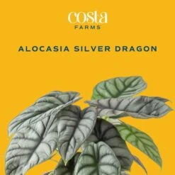 Trending Tropical Alocasia Silver Dragon Indoor Plant In 6 In. Self-Watering Pot -ECO PLANTS SHOP costa farms house plants m asd s mwg 01 c3 1000