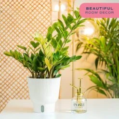 Trending Tropical Chameleon ZZ Indoor Plant In 6 In. Self-Watering Pot 14 Trending Tropical Chameleon ZZ Indoor Plant In 6 In. Self-Watering Pot -ECO PLANTS SHOP costa farms house plants m czz s mwg 01 4f 1000