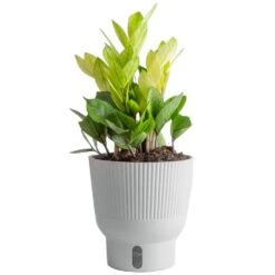 Trending Tropical Chameleon ZZ Indoor Plant In 6 In. Self-Watering Pot