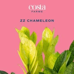 Trending Tropical Chameleon ZZ Indoor Plant In 6 In. Self-Watering Pot 13 Trending Tropical Chameleon ZZ Indoor Plant In 6 In. Self-Watering Pot -ECO PLANTS SHOP costa farms house plants m czz s mwg 01 c3 1000