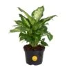 Dieffenbachia Indoor Plant In 6 In. Grower Pot, Avg. Shipping Height 1-2 Ft. Tall -ECO PLANTS SHOP costa farms house plants m def g pot 01 64 1000