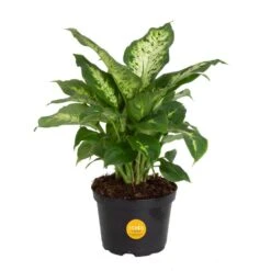 Dieffenbachia Indoor Plant In 6 In. Grower Pot, Avg. Shipping Height 1-2 Ft. Tall