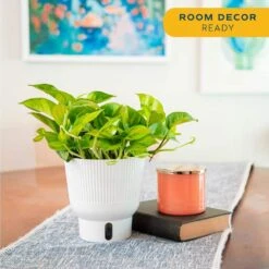 Trending Tropical Global Green Indoor Plant In 6 In. Self-Watering Pot -ECO PLANTS SHOP costa farms house plants m egg s mwg 01 31 1000