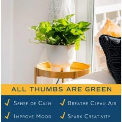 Trending Tropical Global Green Indoor Plant In 6 In. Self-Watering Pot -ECO PLANTS SHOP costa farms house plants m egg s mwg 01 4f 1000