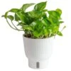 Trending Tropical Global Green Indoor Plant In 6 In. Self-Watering Pot -ECO PLANTS SHOP costa farms house plants m egg s mwg 01 64 1000