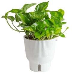 Trending Tropical Global Green Indoor Plant In 6 In. Self-Watering Pot