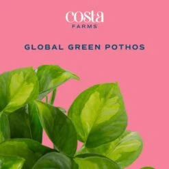 Trending Tropical Global Green Indoor Plant In 6 In. Self-Watering Pot -ECO PLANTS SHOP costa farms house plants m egg s mwg 01 c3 1000
