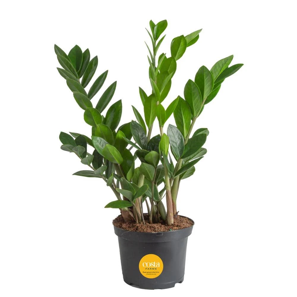 Zamioculas Zamiifolia Indoor ZZ Plant In 6 In. Grower Pot, Avg. Shipping Height 10 In. Tall 3 Zamioculas Zamiifolia Indoor ZZ Plant In 6 In. Grower Pot, Avg. Shipping Height 10 In. Tall