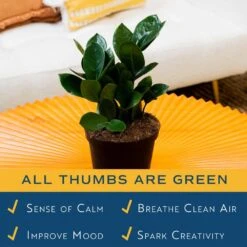 Zamioculas Zamiifolia Indoor ZZ Plant In 6 In. Grower Pot, Avg. Shipping Height 10 In. Tall 16 Zamioculas Zamiifolia Indoor ZZ Plant In 6 In. Grower Pot, Avg. Shipping Height 10 In. Tall -ECO PLANTS SHOP costa farms house plants m gzz g pot 01 76 1000