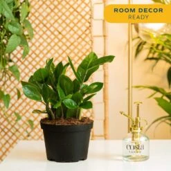 Zamioculas Zamiifolia Indoor ZZ Plant In 6 In. Grower Pot, Avg. Shipping Height 10 In. Tall 15 Zamioculas Zamiifolia Indoor ZZ Plant In 6 In. Grower Pot, Avg. Shipping Height 10 In. Tall -ECO PLANTS SHOP costa farms house plants m gzz g pot 01 fa 1000