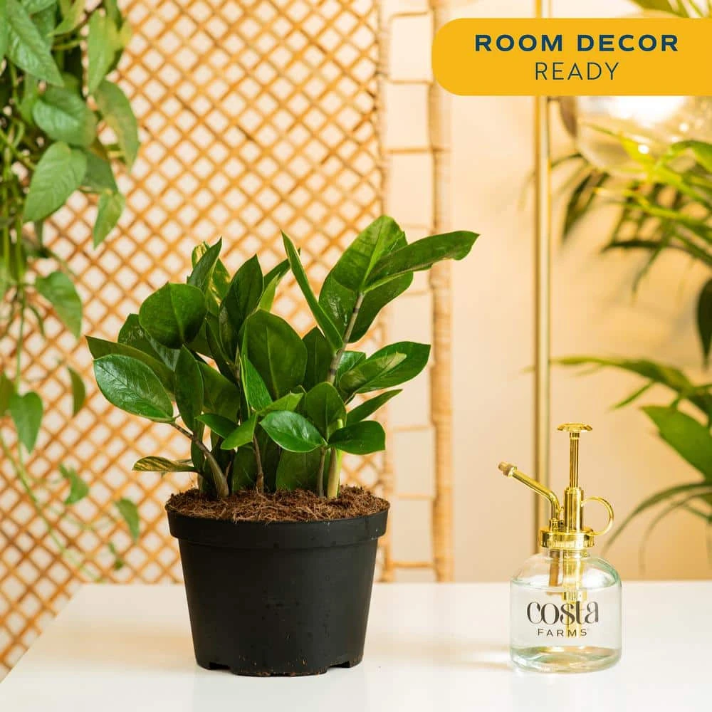 Zamioculas Zamiifolia Indoor ZZ Plant In 6 In. Grower Pot, Avg. Shipping Height 10 In. Tall 8 Zamioculas Zamiifolia Indoor ZZ Plant In 6 In. Grower Pot, Avg. Shipping Height 10 In. Tall - Image 6