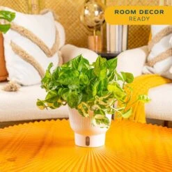 Trending Tropical Lemon Meringue Pothos Indoor Plant In 6 In. Self-Watering Planter,Average Shipping Height 1-2 Ft. Tall -ECO PLANTS SHOP costa farms house plants m lme s mwg 01 1f 1000