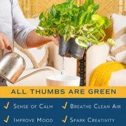 Trending Tropical Lemon Meringue Pothos Indoor Plant In 6 In. Self-Watering Planter,Average Shipping Height 1-2 Ft. Tall -ECO PLANTS SHOP costa farms house plants m lme s mwg 01 4f 1000