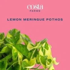 Trending Tropical Lemon Meringue Pothos Indoor Plant In 6 In. Self-Watering Planter,Average Shipping Height 1-2 Ft. Tall -ECO PLANTS SHOP costa farms house plants m lme s mwg 01 c3 1000