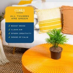 Neanthebella Indoor Palm In 6 In. Grower Pot, Avg. Shipping Height 1-2 Ft. Tall 13 Neanthebella Indoor Palm In 6 In. Grower Pot, Avg. Shipping Height 1-2 Ft. Tall -ECO PLANTS SHOP costa farms house plants m nea g pot 01 1f 1000