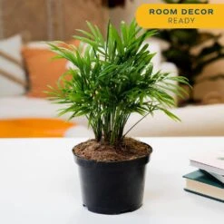 Neanthebella Indoor Palm In 6 In. Grower Pot, Avg. Shipping Height 1-2 Ft. Tall 14 Neanthebella Indoor Palm In 6 In. Grower Pot, Avg. Shipping Height 1-2 Ft. Tall -ECO PLANTS SHOP costa farms house plants m nea g pot 01 44 1000