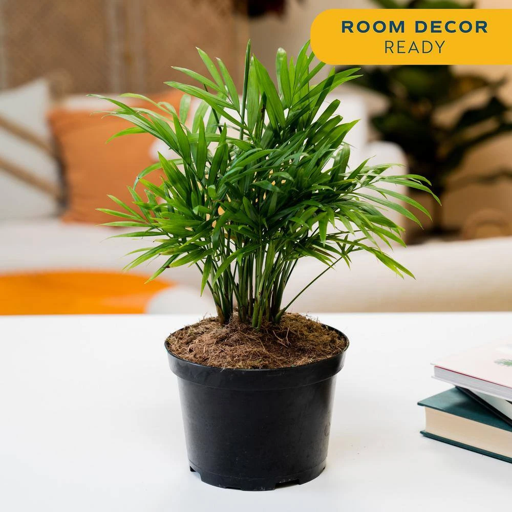 Neanthebella Indoor Palm In 6 In. Grower Pot, Avg. Shipping Height 1-2 Ft. Tall 7 Neanthebella Indoor Palm In 6 In. Grower Pot, Avg. Shipping Height 1-2 Ft. Tall - Image 5