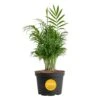 Neanthebella Indoor Palm In 6 In. Grower Pot, Avg. Shipping Height 1-2 Ft. Tall -ECO PLANTS SHOP costa farms house plants m nea g pot 01 64 1000