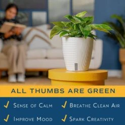 Philodendron Birkin Indoor Plant In 6 In. Self-Watering Decor Pot, Average Shipping Height 1-2 Ft. Tall -ECO PLANTS SHOP costa farms house plants m pbv s lwg 01 1f 1000