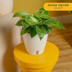 Philodendron Birkin Indoor Plant In 6 In. Self-Watering Decor Pot, Average Shipping Height 1-2 Ft. Tall -ECO PLANTS SHOP costa farms house plants m pbv s lwg 01 4f 1000